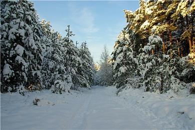 “珍＆钻”还是“阿尔宙斯” ？“爱”还是“自由” ？宝可梦发布新TVCM